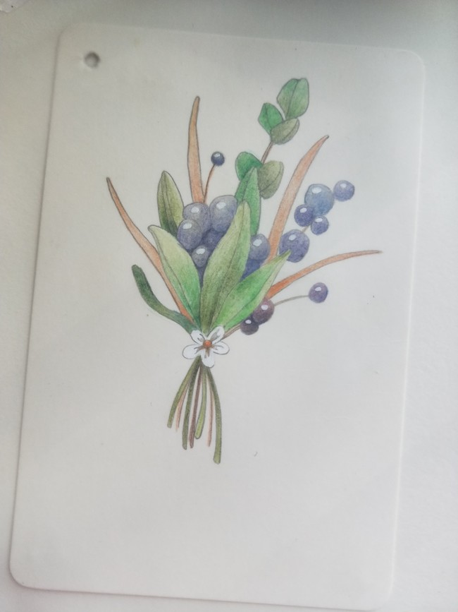 植物彩铅画